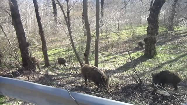 خوک ها در پارک ملی  گلستان