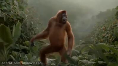 میمون رقاص حنده دار!