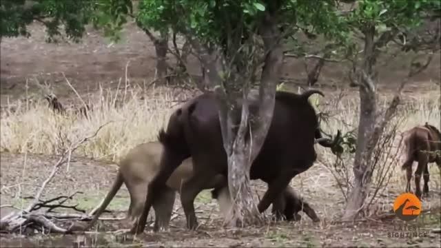 شکار بوفالو توسط شیر نر
