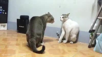 دعواى گربه ها (از خنده روده بر مى شى)