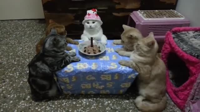 جشن تولد خنده دار گربه ها