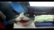 ترس گربه در خودرو.