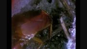 عجیب ترین تخمگذاری در حشرات