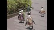 رژه پنگوئن ها در ژاپن