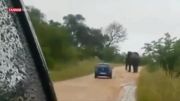 حمله فیل خشمگین به خودروی زن گردشگر
