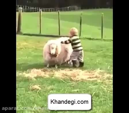 گوسفند سواری