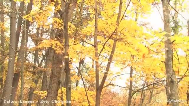 Eric Chiryoku Music Video Series - Yellow Leaves