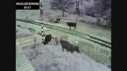 برخورد خونین قطار با گاوها...