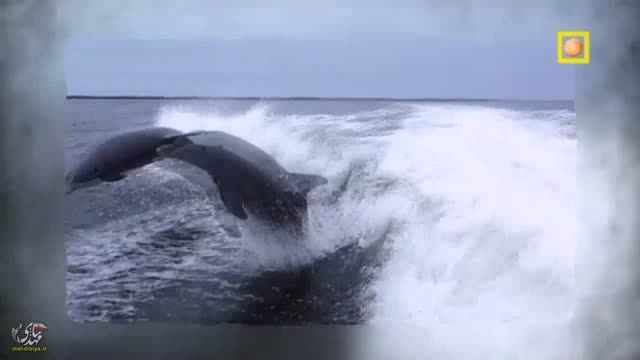 سوتی دلفین باهوش!