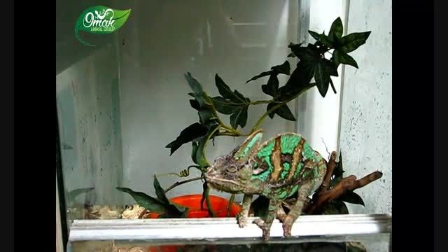 My Veiled Chameleon eat green beans
