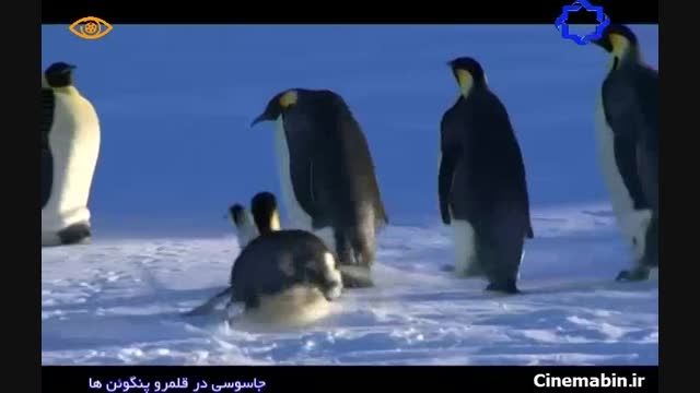 مستند / بچه دزدی پنگوئن ها