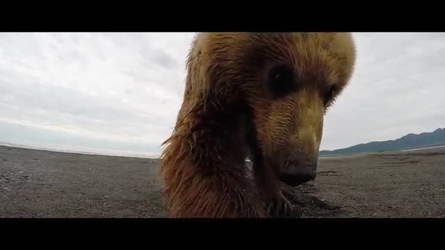 ضربه شدید خرس گریزلی به دوربین