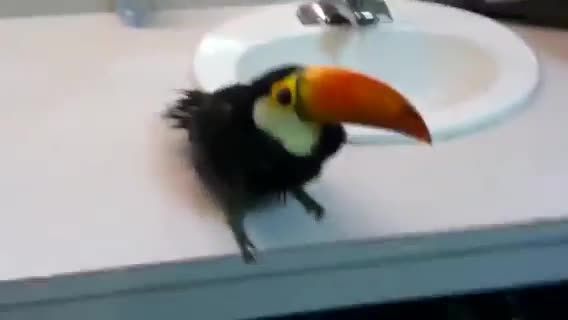 Toucan falls in the sink