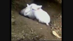 شیر دادن خرگوش به بچه هایش..خیلی قشنگه