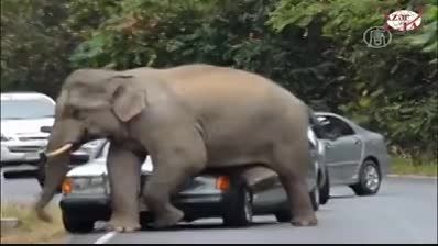 فیلی که به وسط جاده ها آمد