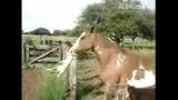 اسب وگربه!!!