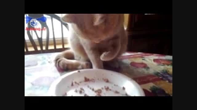 گربه ی با مزه ای که با دست غذا میخورد.