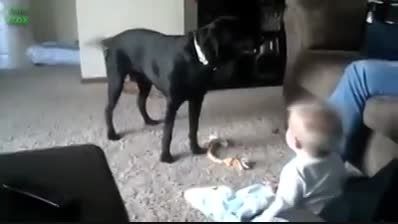 بازی بچه ها با سگ