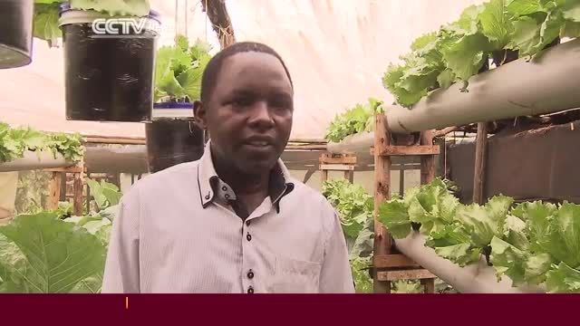 Hydroponics Revolutionize Farming in Kenya