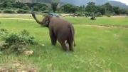 روانی ترین فیل های دنیا:))