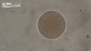 اسپرم و سلول تخم ، میکروسکوپی