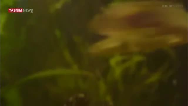 دویدن ماهی در خشکی