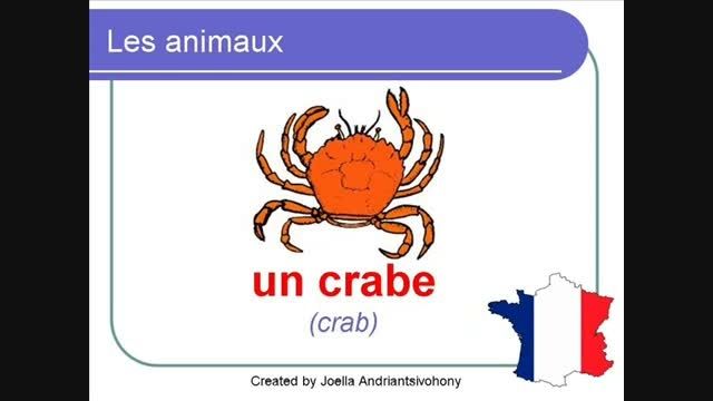 آموزش نام حیوانات در زبان فرانسوی 1