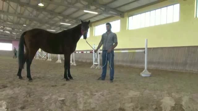 ویدیو پرش اسب به نام الیزه