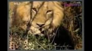 شکار شدن یوز پلنگ توسط شیرها