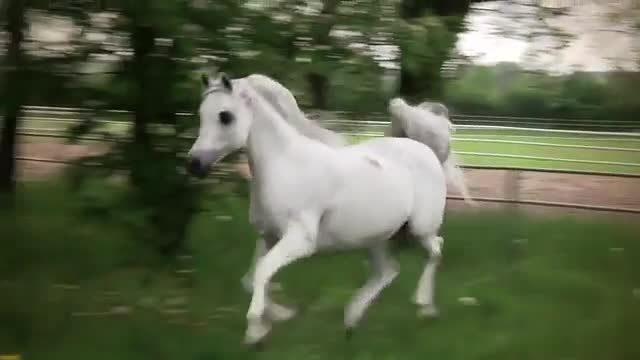 اسب عرب زیبا_اکسترن