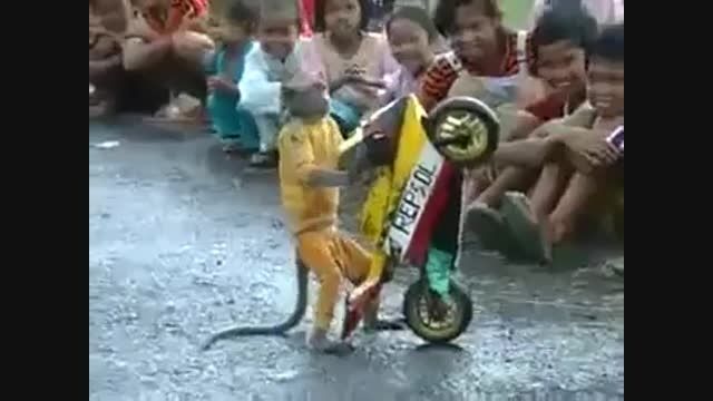 میمون موتور سوار