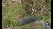 مبارزه مرگبار پیتون و تمساح وبلعیده شدن کامل تمساح