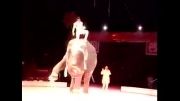 نمایش فوق العاده فیل - چرخیدن روی یک پا