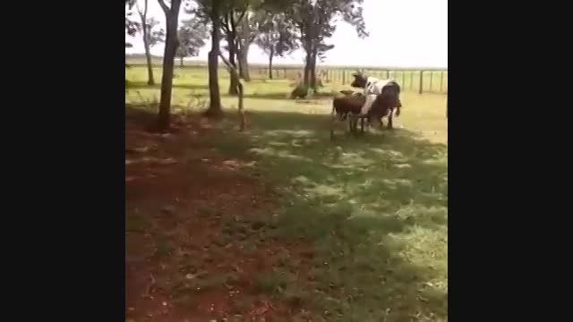 حمله قوچ به گاو و پیروزی گوسفند