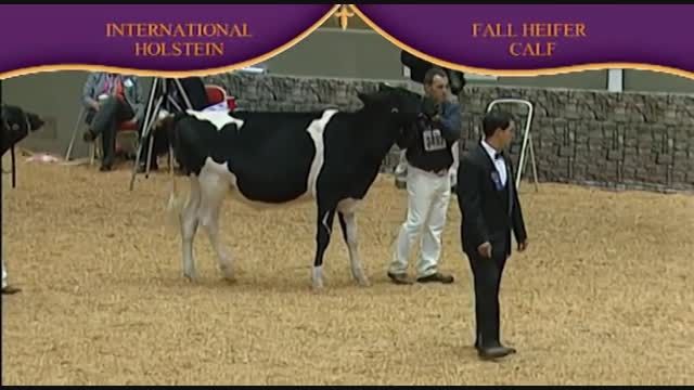 International Holstein Show 2010 , Fall Heifer Calf