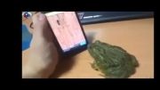 ویدیو؛ قورباغه‌ای که با گوشی موبایل بازی می‌کند!