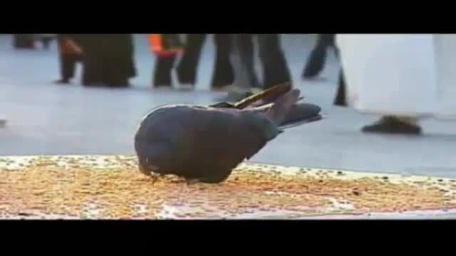کبوتر سیاه - حرم حضرت معصومه(س)