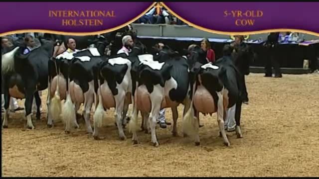International Holstein Show 2010 , 5 Years old cow