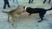 سگ سرابی اصیل سیاه جنگی ( فیلم کامل جنگ سگ سرابی )