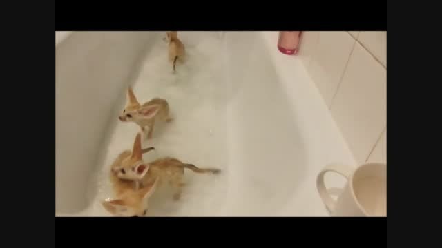 حمام دادن چهار سگ با مزه