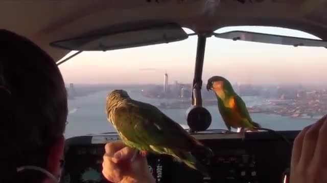کلیپ زیبایی از پرواز با طوطی بروی شهر نیویورک