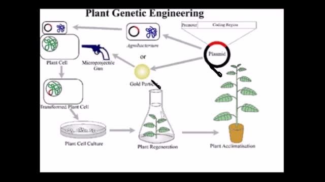 کاربرد های مهندسی ژنتیک در کشاورزی و دامپروری