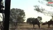 شکار شتر از راه دور