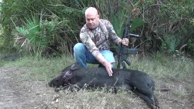 شکار گراز با سلاح AR15