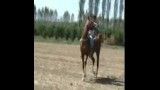 اسب عرب سواری