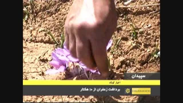 برداشت زعفران در شهرستان سپیدان