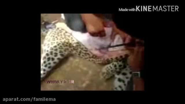 پوست کندن یوزپلنگ ایرانی در میان مردم وحشتناک