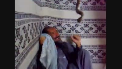 اذیت کردن افغانی با مار کبری