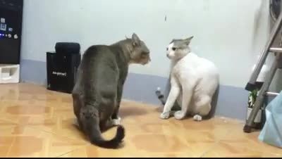 کاراته ی گربه ها