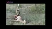 زنده زنده خوردن اهو توسط سگ افریقایی